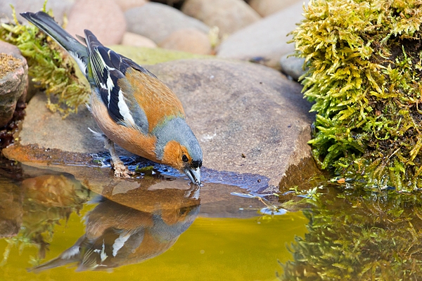 Male Chaffinch drinking and reflection in pond. May '20.