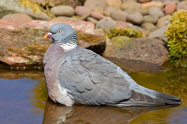 Wood Pigeon in pond 1. May '20.