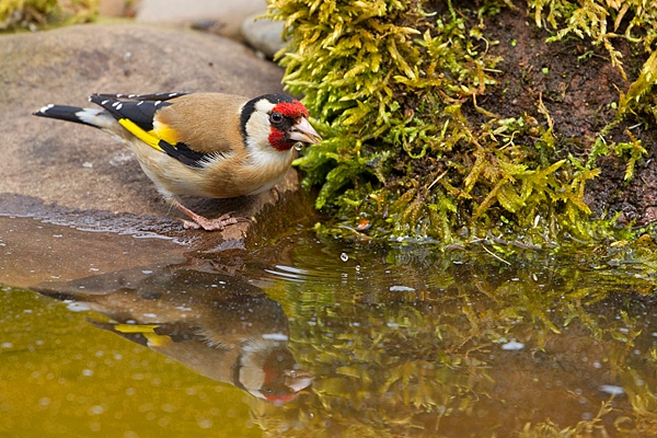 Goldfinch drinking and reflection in pond. May '20.