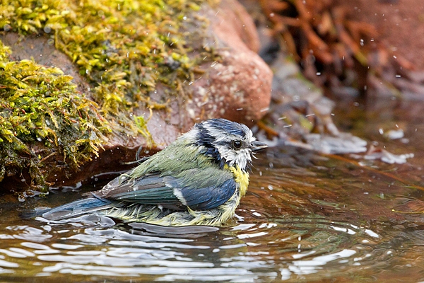 Blue tit bathing 5. May '20.