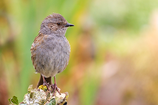 Dunnock near pond. May '20.