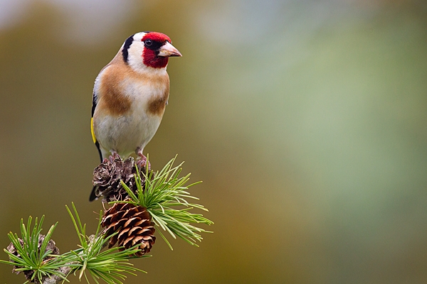 Goldfinch on larch. May '20.