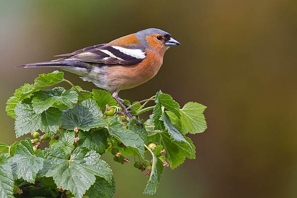 Male Chaffinch on currant bush. May '20.