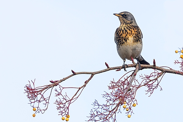 Fieldfare on rowan tree 8. Nov. '23.