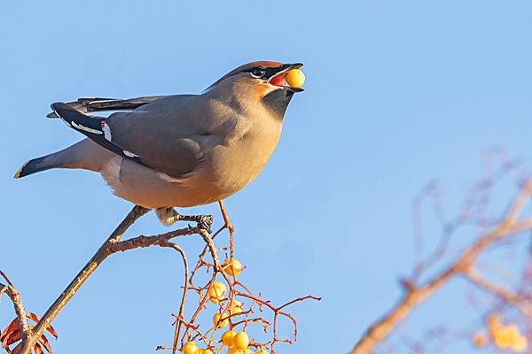 Waxwing with rowan berry 2. Nov. '23.