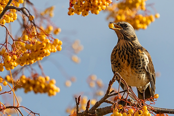 Fieldfare with rowan berry 2. Nov. '23.