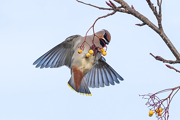 Waxwing hanging from rowan berries 1. Nov. '23.