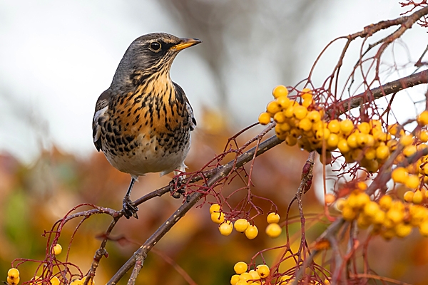 Fieldfare on rowan tree 9. Nov. '23.