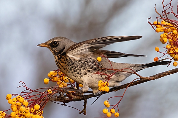 Fieldfare on rowan tree 10. Nov. '23.