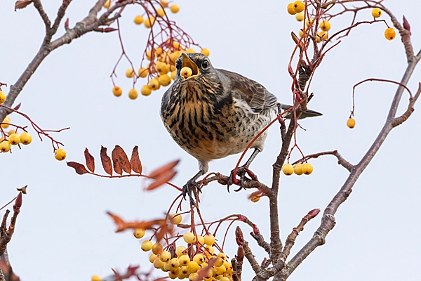 Fieldfare tossing rowan berry. Nov. '23.