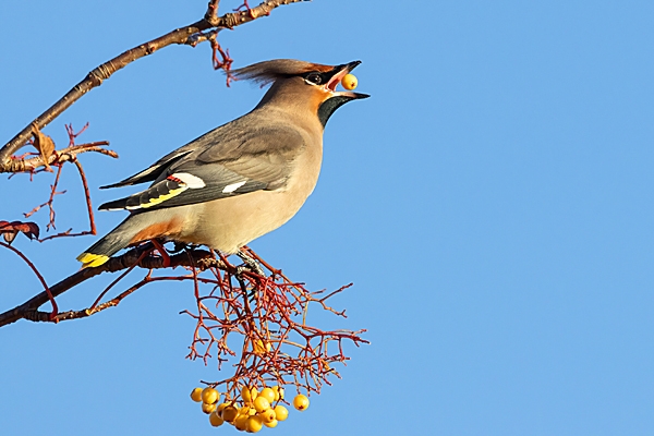 Waxwing tossing rowan berry. Nov. '23.