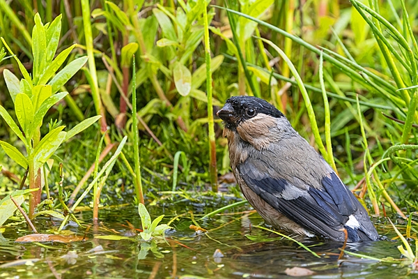 Female Bullfinch bathing. June. '25.