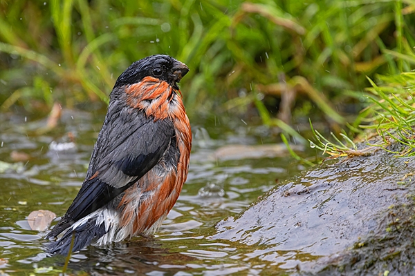 Male Bullfinch bathing 2. June. '25.