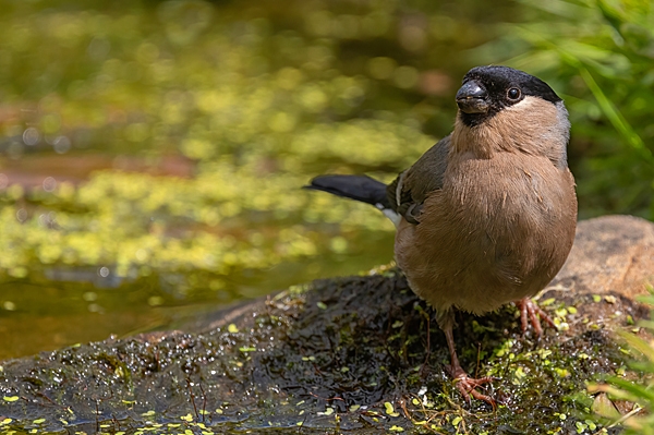 Female Bullfinch bathing 2. June. '25.