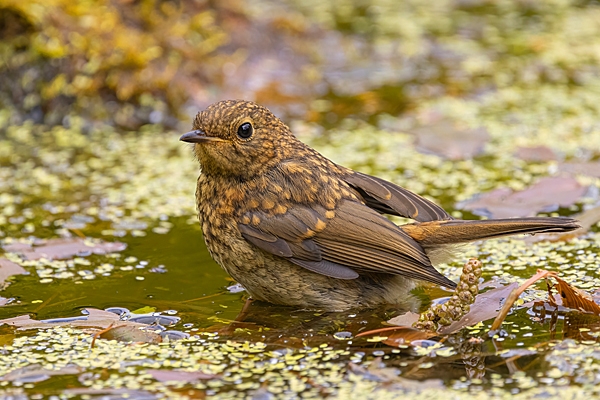 Juvenile Robin bathing. June. '25.