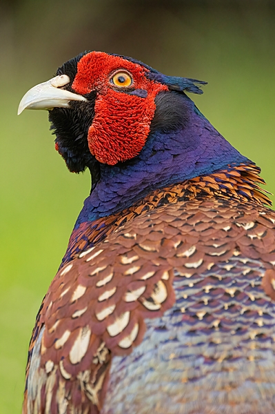 Cock Pheasant portrait v1. June. '25.