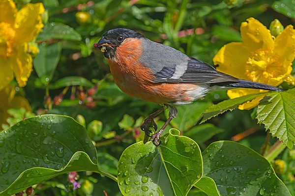 Male Bullfinch in shrub. June. '25.