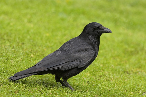 Carrion Crow on lawn.