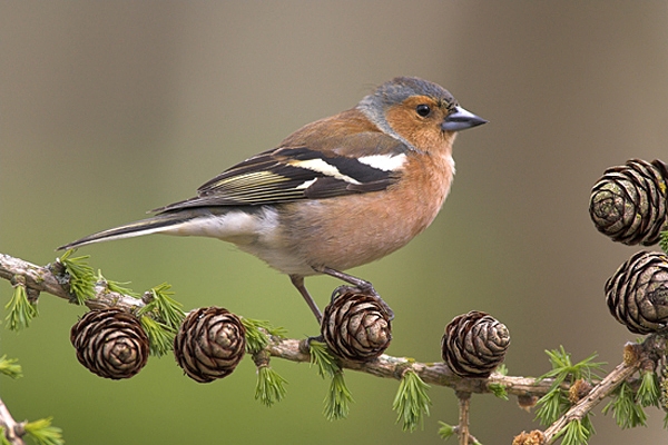 Chaffinch m on larch cones.