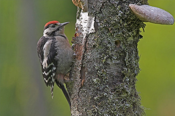 Great Spotted Woodpecker,juvenile.