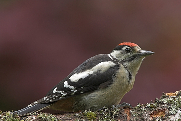 Juvenile Great Spotted Woodpecker,close up.