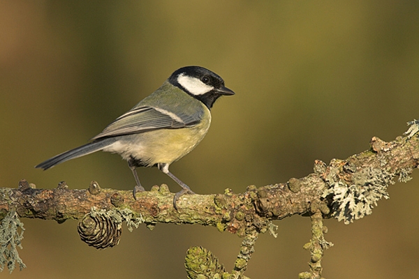 Great Tit on larch branch.