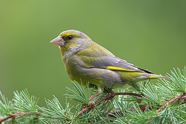 Greenfinch,m on larch.