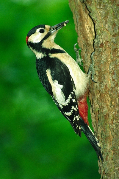Male Great Spotted Woodpecker at nest hole.