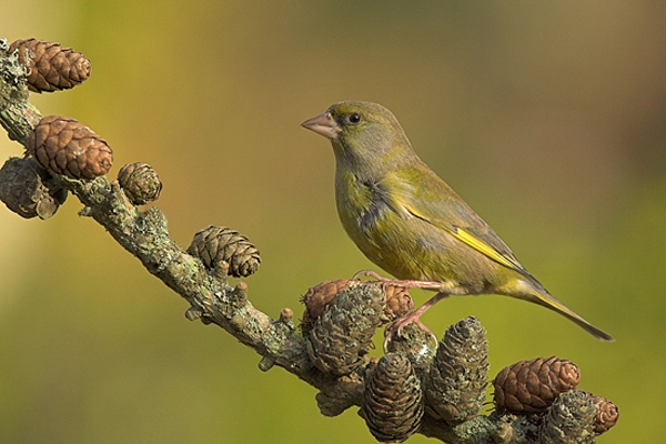 Male Greenfinch on larch cones.