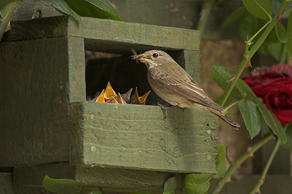 Spotted Flycatcher at nestbox.