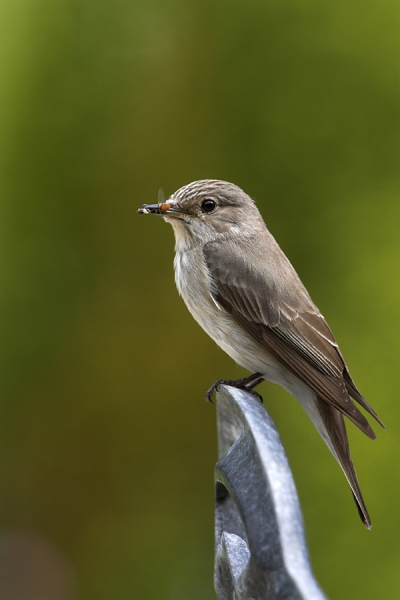 Spotted Flycatcher on garden chair back.