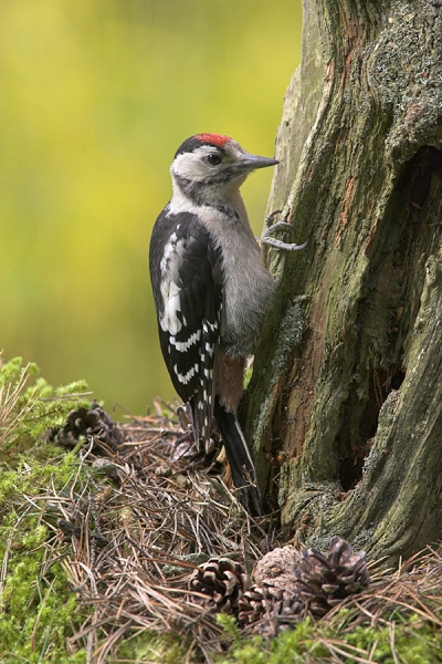 Young Great Spotted Woodpecker.