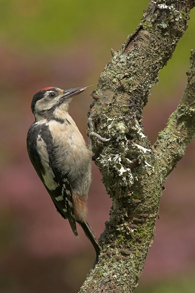 Young Great Spotted Woodpecker,feeding.