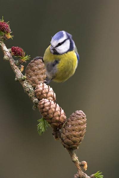 Blue Tit on larch cone.