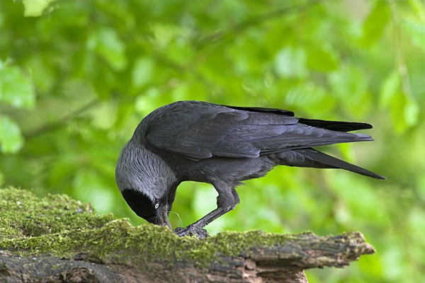 Jackdaw feeding,on mossy wood.