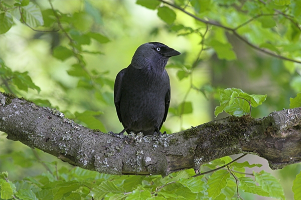 Jackdaw on beech.