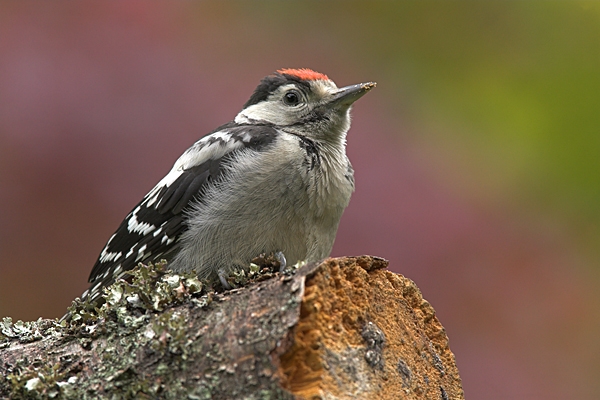 Young G.S.Woodpecker.