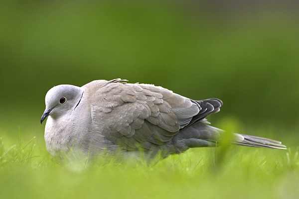 Collared Dove lying in grass.04/05/'10.