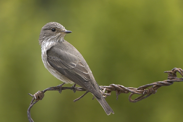 Spotted Flycatcher on barbed wire 4. Jun '10.