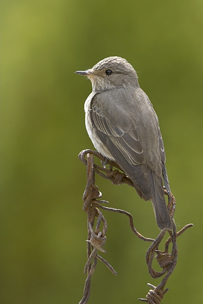 Spotted Flycatcher on barbed wire 1. Jun '10.