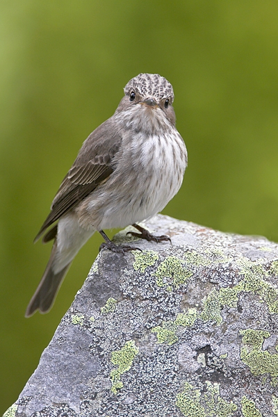 Spotted Flycatcher on lichen rock 7. Jun '10.