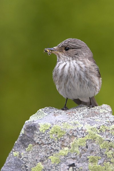 Spotted Flycatcher on lichen rock 4. Jun '10.