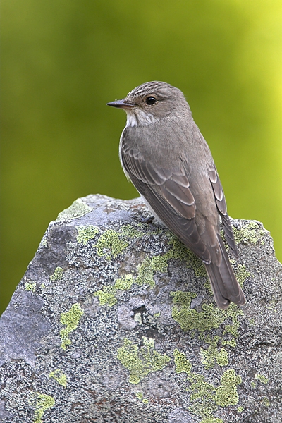 Spotted Flycatcher on lichen rock 3. Jun '10.