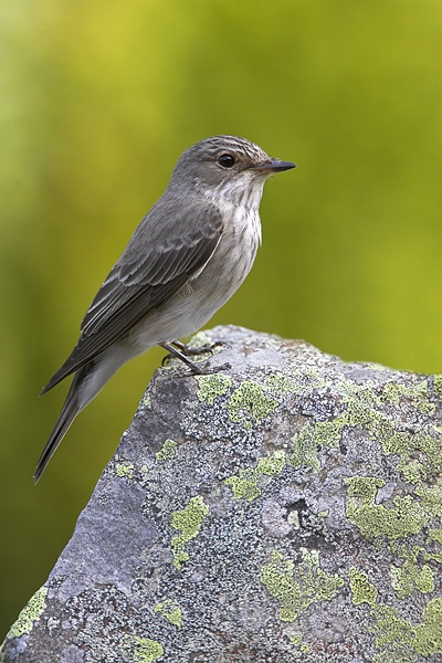 Spotted Flycatcher on lichen rock 1. Jun '10.