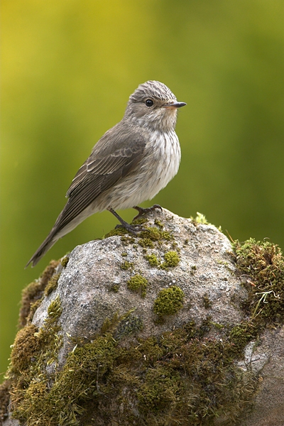 Spotted Flycatcher on mossy rock 4. Jun '10.