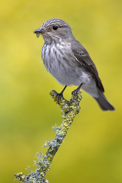 Spotted Flycatcher on lichen twig 2. Jun '10.