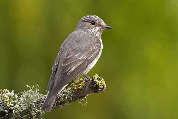 Spotted Flycatcher on lichen branch 3. Jun '10.