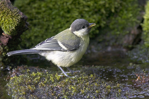 Young Great Tit at pool edge. Jul '10.