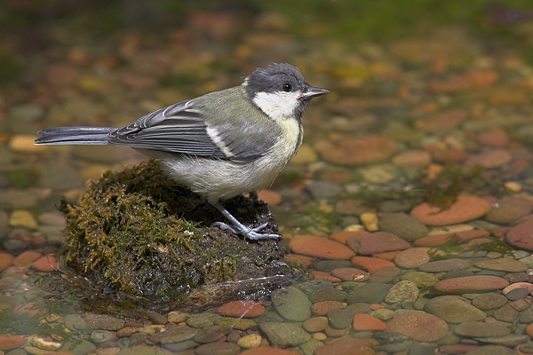 Young Great Tit on rock,in pool. Jul '10.