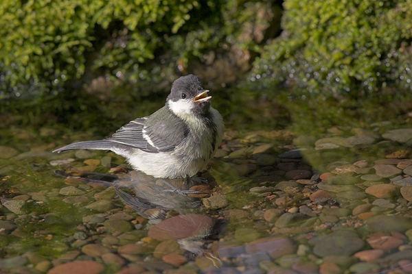 Young Great Tit and reflection in pool. Jul '10.